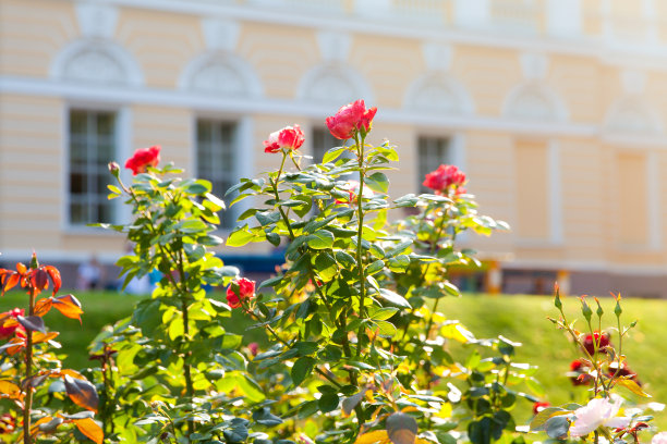 圣彼得堡公园米哈伊洛夫斯基花园。早晨的花坛上有玫瑰。图片下载