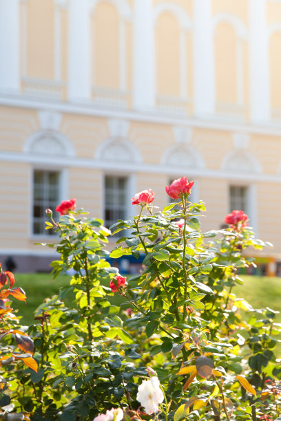 圣彼得堡公园米哈伊洛夫斯基花园。早晨的花坛上有玫瑰。图片下载