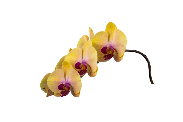 蝴蝶兰属兰花花朵图片下载