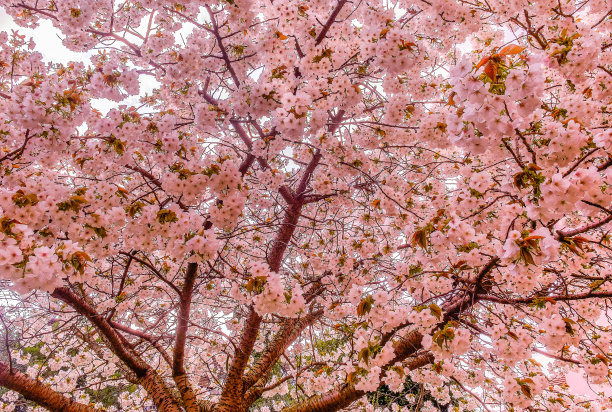 樱桃Tree-Close起来图片下载