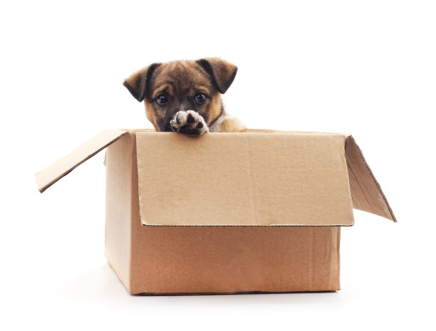 小狗在盒子里。图片下载