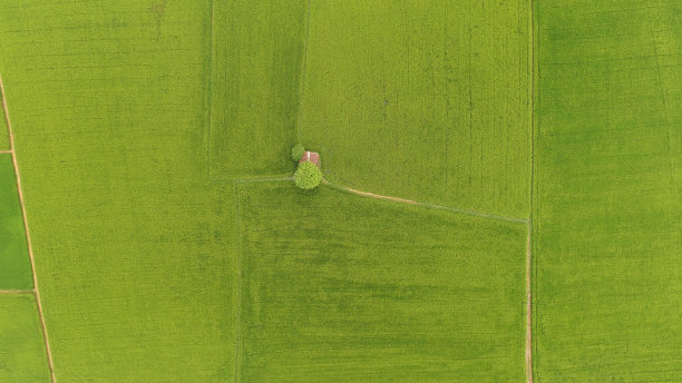 美丽的稻田景色图片下载