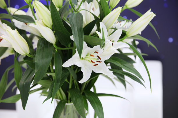 大束精致的白色百合特写图片下载