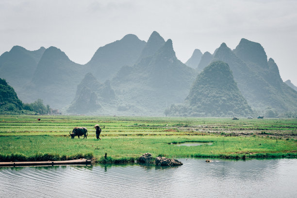 老农民与水牛在稻田前图片下载