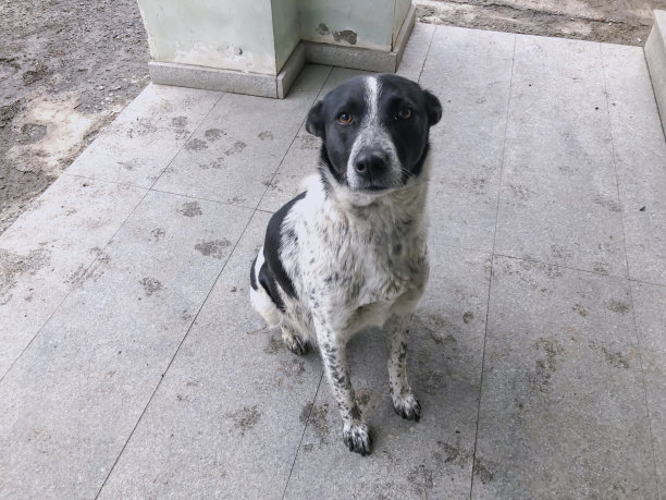 院子里的狗坐在街上，街上有雪的近景照片图片下载