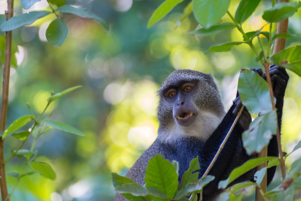 坦桑尼亚桑给巴尔岛乔扎尼森林的树上的猴子-图片图片下载