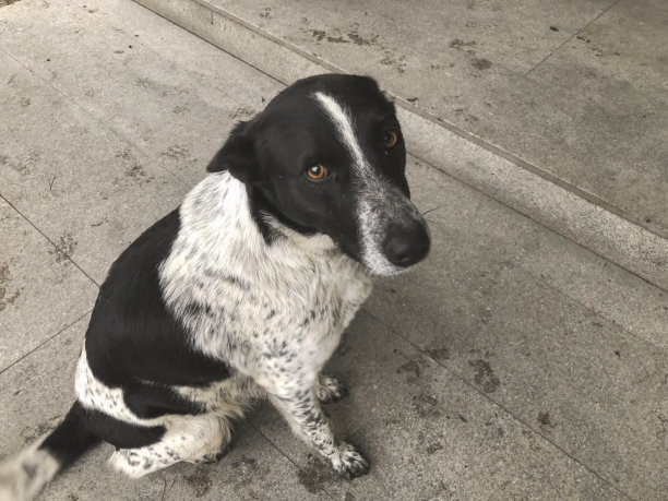 院子里的狗坐在街上，街上有雪的近景照片图片下载