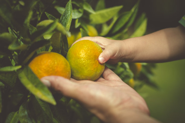 夏季柑橘类果树图片下载