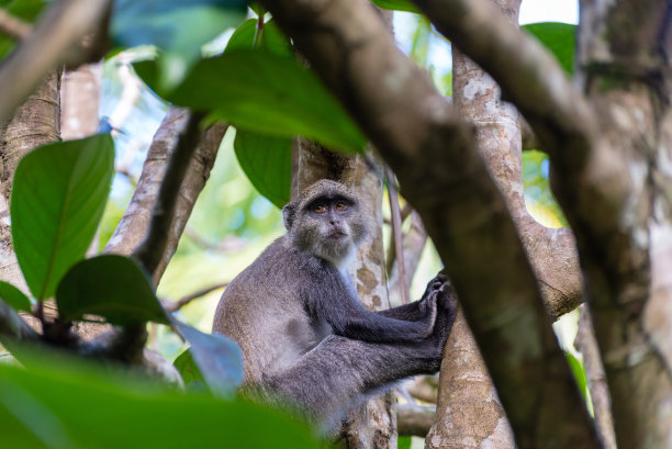 坦桑尼亚桑给巴尔岛乔扎尼森林的树上的猴子-图片图片下载