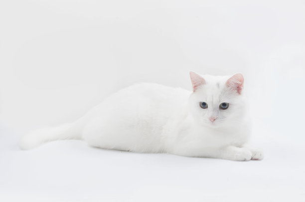 可爱的土耳其安哥拉猫的肖像图片下载