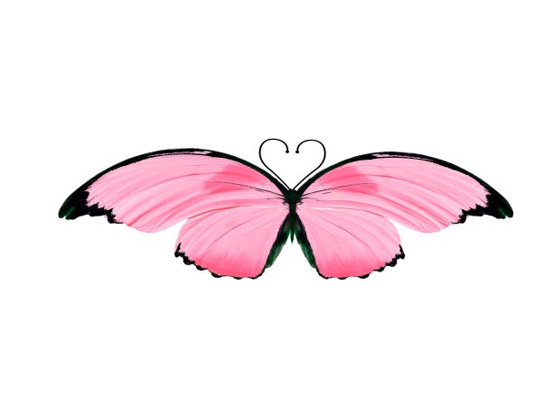 有心形天线的热带蝴蝶。在白色背景上隔离图片下载