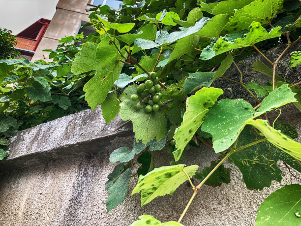 葡萄绿叶图片下载