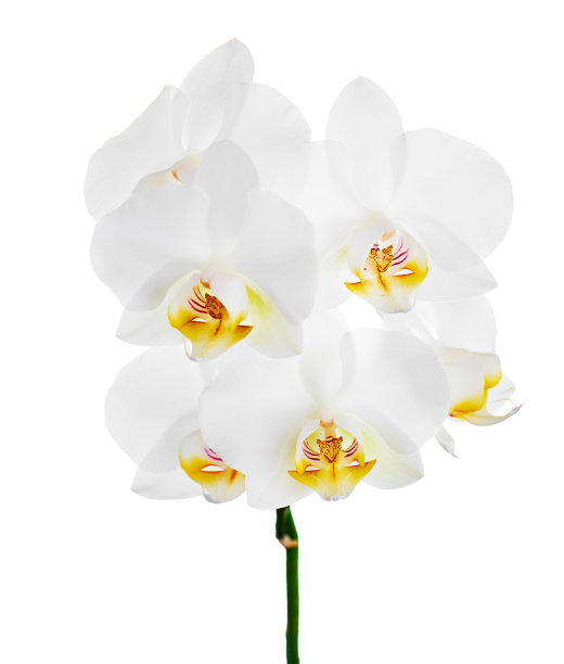 在白色背景上孤立的长凳上的兰花花。图片下载