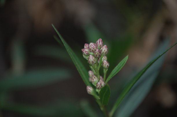 野生植物图片下载