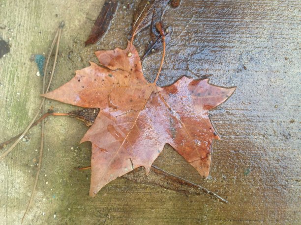 地上落叶图片下载