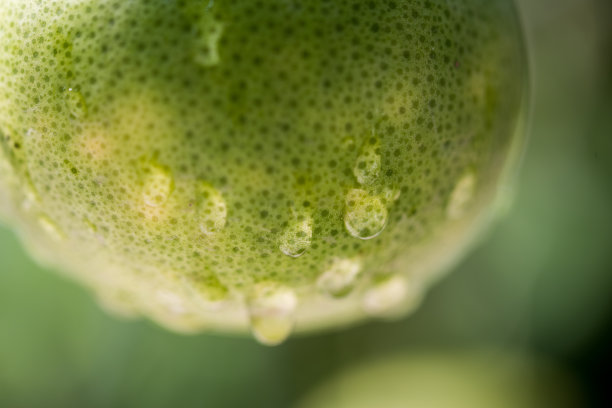 树上的未成熟青葡萄柚图片下载