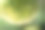 树上的未成熟青葡萄柚图片下载