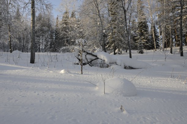 白雪覆盖的森林空地图片下载