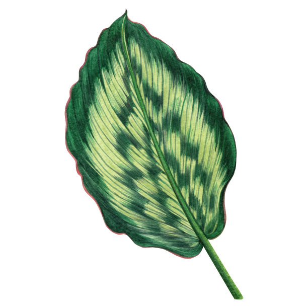 水彩画绿叶，棕叶孤立在白色的背景上。水彩手绘插图热带，阿罗哈异国树叶为墙纸树，丛林，夏威夷风格图案。剪切路径。图片下载