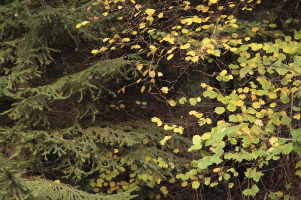 秋天的落叶图片下载