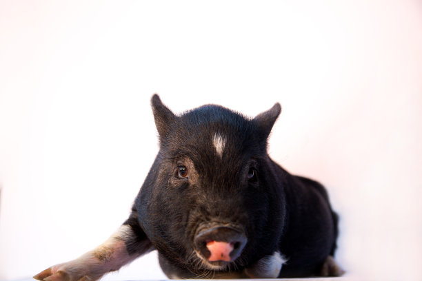 宠物幼猪隔离在白色图片下载