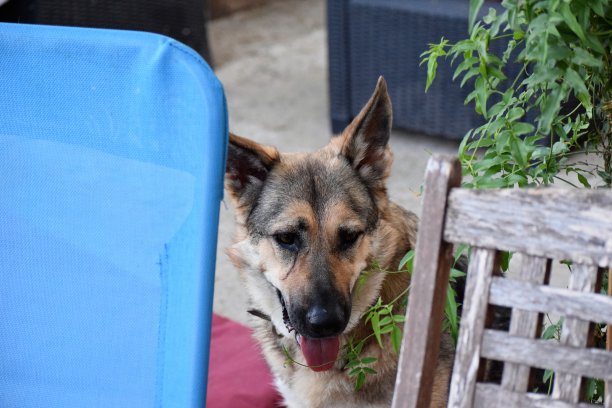 狗在两张椅子之间玩耍图片下载