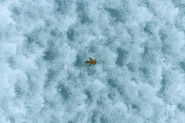 叶在雪地上图片下载