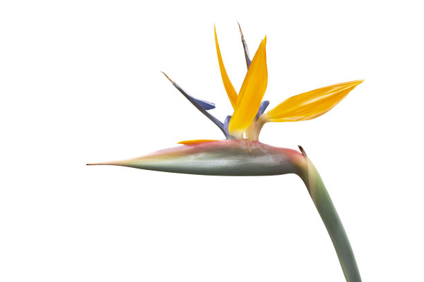 天堂鸟花在白色的背景。图片下载