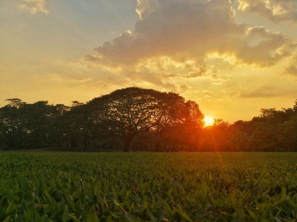 日落在公园图片下载