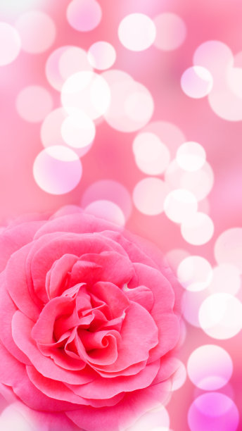 选择聚焦粉红玫瑰，散景背景图片下载
