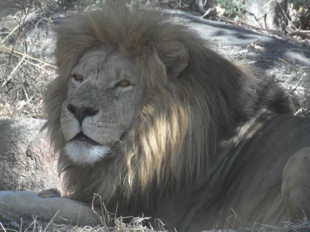 狮子坐在图片下载