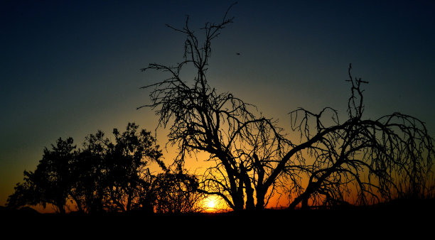 野生日落图片下载