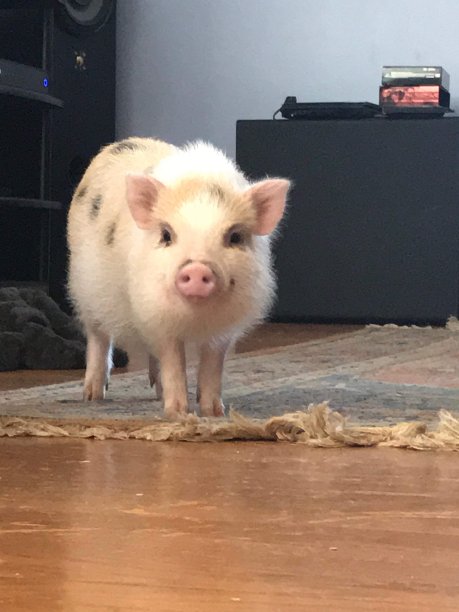 微型猪图片下载