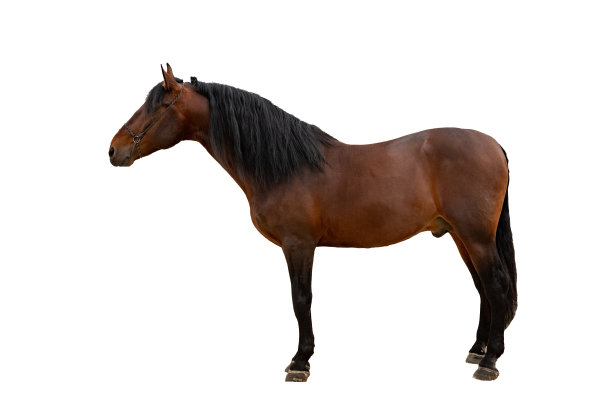 那匹栗色的马孤零零地骑在白马上图片下载