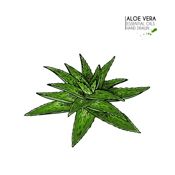 手绘芦荟束。雕刻彩色矢量插图。医疗、化妆品工厂。保湿血清、医疗保健。适用于化妆品、医药、治疗、香薰包装设计护肤。图片下载