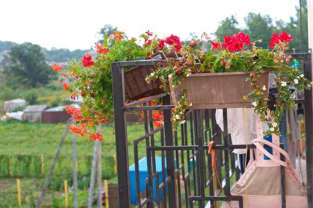 32、雨后盆花，阳台花上图片下载