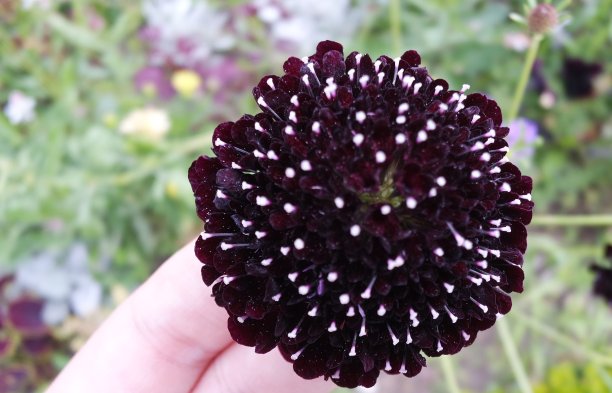 场的花图片下载