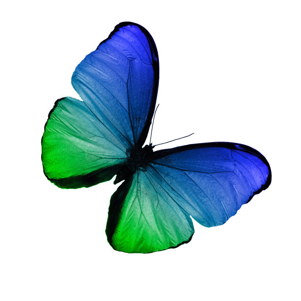 热带彩色蝴蝶孤立在白色背景上图片下载