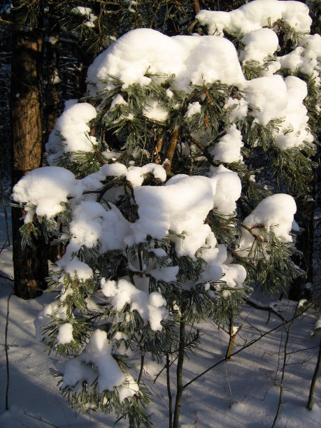 冰雪覆盖，青松枝头。图片下载