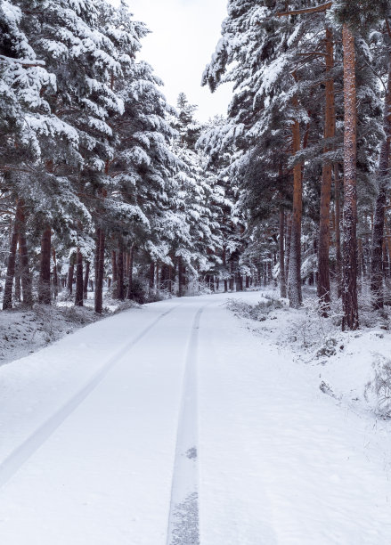 冬天有松林的乡村小路图片下载