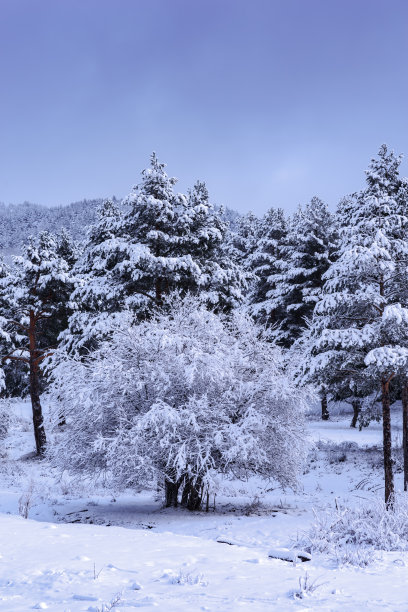 寒冷的森林景色在冬天与柔和的光图片下载
