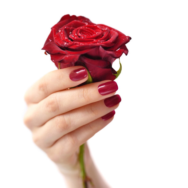 一个女人的手与红色的指甲与红色的玫瑰在白色的背景图片下载
