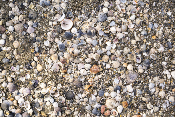 贝壳上的沙子作为背景图片下载