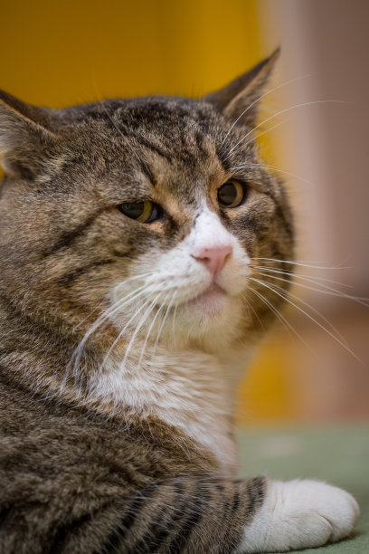 房子里的绿色地毯上坐着一只五颜六色的大猫。图片下载