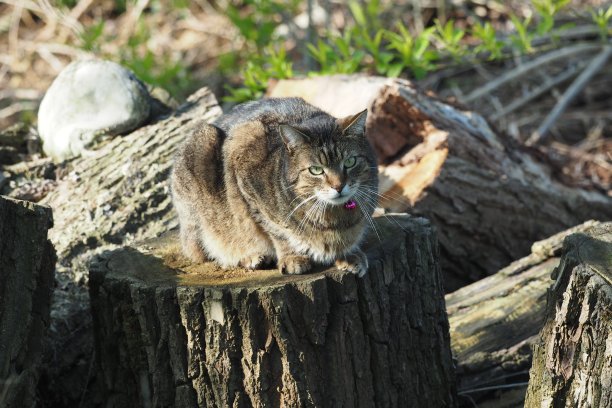 倒计时图片下载
