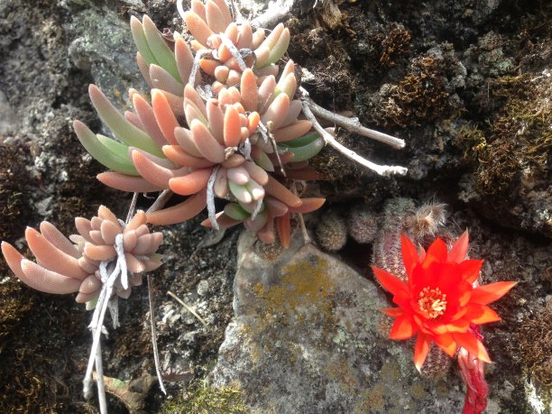 多汁仙人掌的小红花图片下载