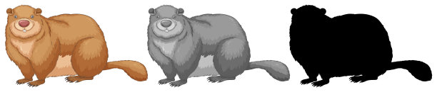 一套海狸鞋图片下载