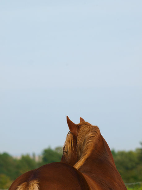 漂亮的马图片下载