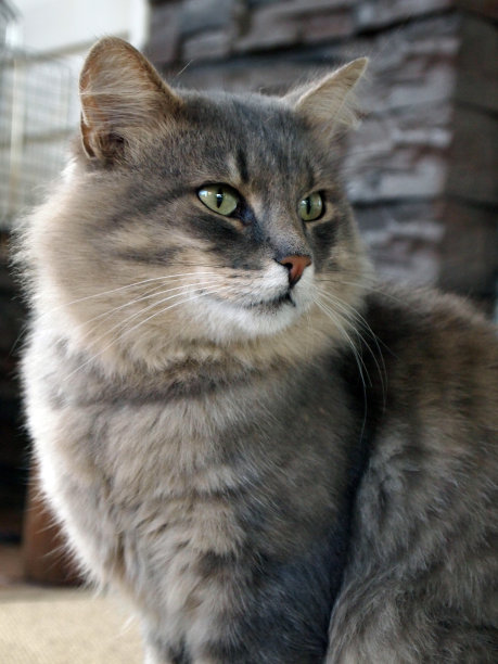 毛茸茸的猫。图片下载