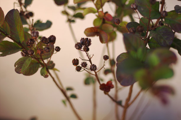 紫薇树，褐色色素，叶红绿，枝棕，背景暗。Lagerstroemia图片下载